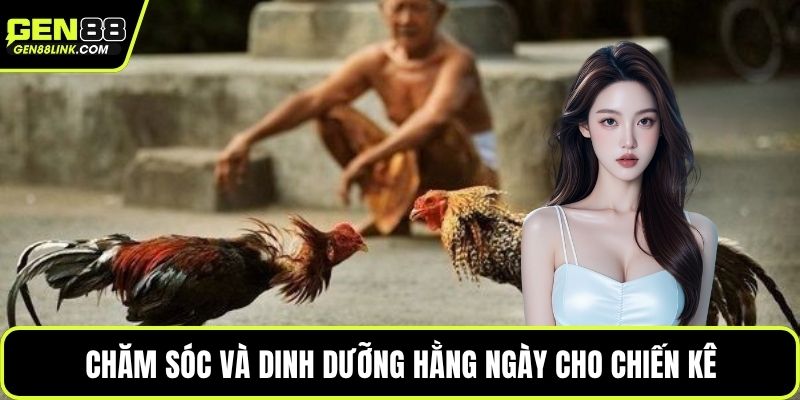 Chăm sóc và dinh dưỡng hằng ngày cho chiến kê