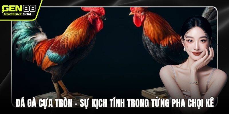Đá gà cựa tròn