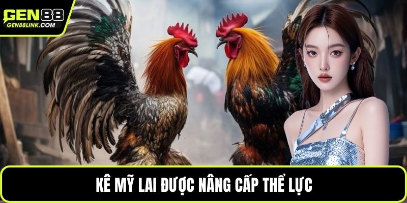 Đá Gà Cựa Tròn – Sự Kịch Tính Trong Từng Pha Chọi Kê 3 Kê Mỹ lai được nâng cấp thể lực
