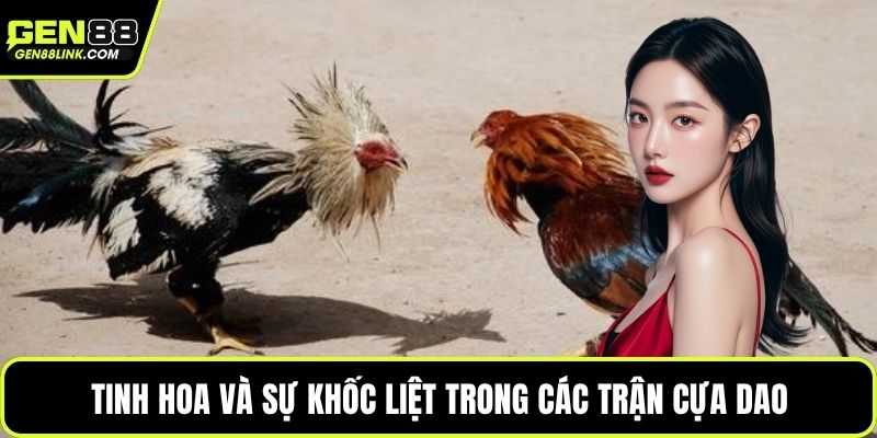 Tinh hoa và sự khốc liệt trong các trận cựa dao